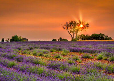 Valensole, sunset, lavender, Provence, golden hour, purple fields, flowers, nature, landscape, horizon, photography, dusk, rural, tranquil, scenic, summer, colors, sky, France, Provence Lavender, outdoor, travel, vibrant, evening, beauty, serene, twilight