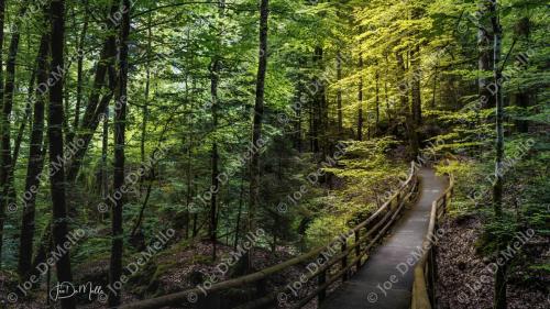 Blausee Woods, located in Switzerland, is a tranquil, enchanting forest surrounding the stunning blue waters of Blausee Lake. With its lush greenery, serene atmosphere, and picturesque trails, it offers a perfect escape into nature. The woods are ideal for hiking, photography, and wildlife spotting, making it a peaceful retreat amidst the Swiss Alps.