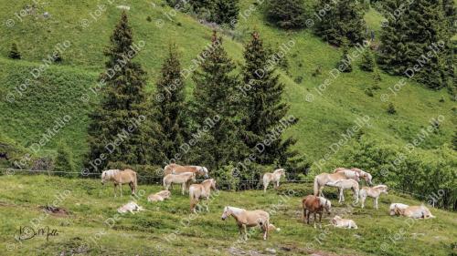 Mountain meadow horses are strong, hardy breeds adapted to the rugged, alpine terrain. Grazing peacefully in lush mountain meadows, they are known for their endurance and resilience. These majestic horses are often seen in the Swiss and Austrian Alps, where they play a vital role in traditional farming and outdoor activities, adding to the serene beauty of the mountainous landscapes.
