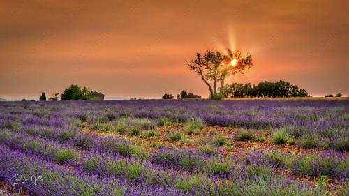 As the sun sets over the lavender fields of Valensole, the sky is painted in vibrant hues of gold and purple. The tranquil landscape, bathed in soft evening light, offers a breathtaking view of endless rows of blooming lavender stretching to the horizon. It's a peaceful moment where nature’s beauty comes alive in the heart of Provence.